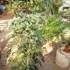 破格値の観葉植物ですの画像