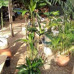 破格値の観葉植物ですの画像