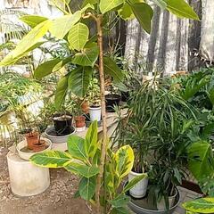 破格値の観葉植物ですの画像