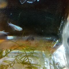 マリア−ジュ稚魚と成魚8匹の画像
