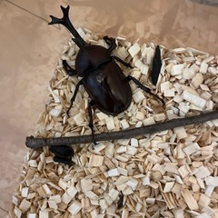 カブトムシ クワガタ 問い合わせ多数✨️の画像
