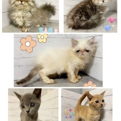 🐶🐈わんにゃん里親フリー見学🐶🐈