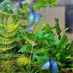 熱帯魚【シンガーブルーブルーテール グッピー(1ペア)】生後2ヶ月半～の個体の画像