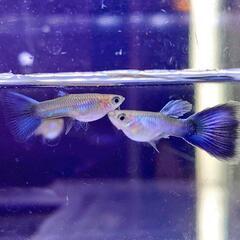 熱帯魚【シンガーブルーブルーテール グッピー(1ペア)】生後2ヶ月半～の個体の画像