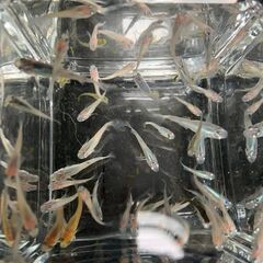 【お譲り先決定】ミックスメダカ　今年春生まれの若魚　３０匹　１０００円②の画像