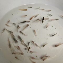 【お譲り先決定】ミックスメダカ　今年春生まれの若魚　３０匹　１０００円②の画像