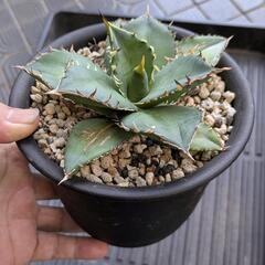 アガベ　台湾チタノタ　の画像