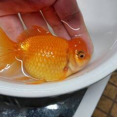 高頭パール　２歳魚の画像