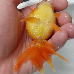 高頭パール　２歳魚の画像