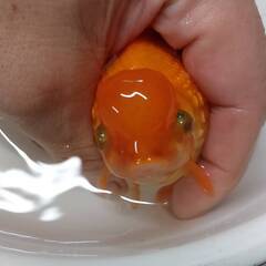 高頭パール　２歳魚の画像