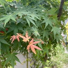 2.5mの紅葉　イロハモミジ 庭木 植栽植木 の画像