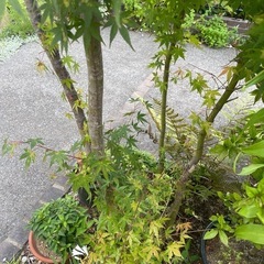 2.5mの紅葉　イロハモミジ 庭木 植栽植木 の画像