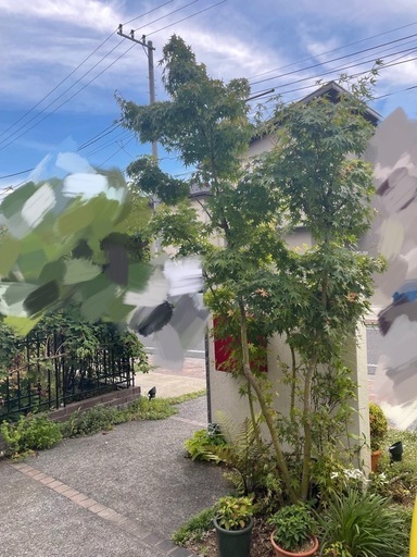 2.5mの紅葉　イロハモミジ 庭木 植栽植木