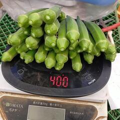 朝採りオクラ　お徳用大袋（400g）の画像