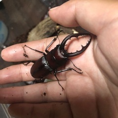 カブトムシ/クワガタの画像