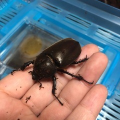 カブトムシ/クワガタの画像