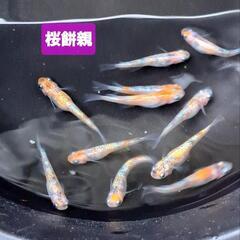 🌸桜餅メダカ春生まれ10匹②🌸の画像