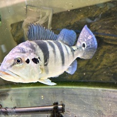 旭川市より　引き取り限定！23〜25cmくらい　キクラピクティ　シクリッド　熱帯魚の画像