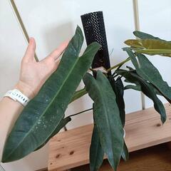 【観葉植物】フィロデンドロン　アタバポエンセの画像