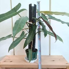 【観葉植物】フィロデンドロン　アタバポエンセの画像