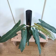 【観葉植物】フィロデンドロン　アタバポエンセの画像