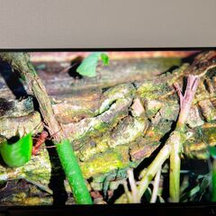 LG 43インチ 4Kテレビ（43UQ8000PJC）の画像