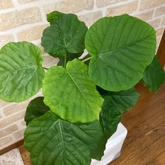 ウンベラータ　高さ約65cmの画像