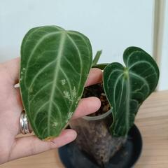 【観葉植物】アンスリウム　ヴィレナオルムの画像