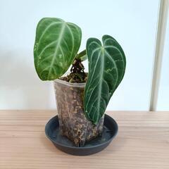 【観葉植物】アンスリウム　ヴィレナオルムの画像