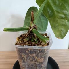 【観葉植物】アンスリウム　ヴィレナオルムの画像