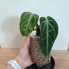 【観葉植物】アンスリウム　ヴィレナオルムの画像