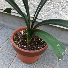 君子ランの苗の画像