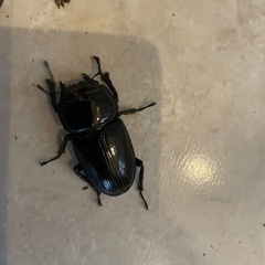 阿古谷産オオクワガタ　新成虫（６月羽化）ペアの画像