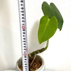 【幹立ち】成長しました！モンステラ　アダンソニーの画像