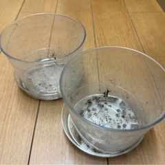 ガーデニング　鉢の画像