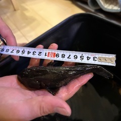 川魚‼️ドンコ(大)の画像