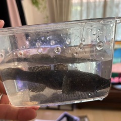 川魚‼️ドンコ(大)の画像