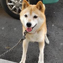 豆柴女の子、繁殖引退犬