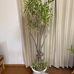 観葉植物ドラセナソングオブインディアの画像