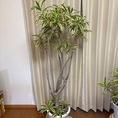 観葉植物ドラセナソングオブインディアの画像