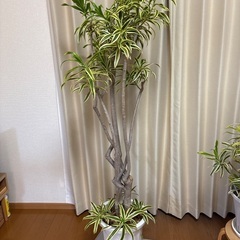 観葉植物ドラセナソングオブインディアの画像