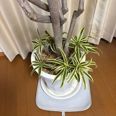 観葉植物ドラセナソングオブインディアの画像