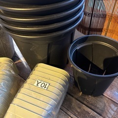 決まりました😊増量中!!鉢セット🌵😉7/31まで の画像