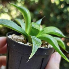 グラルディー ハオルチア  鉢ごとの画像
