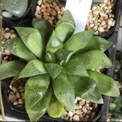グラルディー ハオルチア  鉢ごとの画像