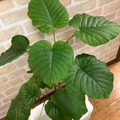 ウンベラータ　高さ約70cmの画像