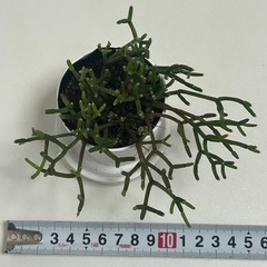 　サボテン　猿恋葦の画像