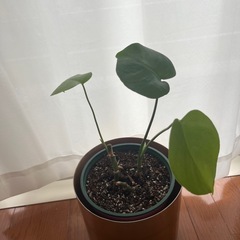 モンステラ　観葉植物　鉢カバー付きの画像