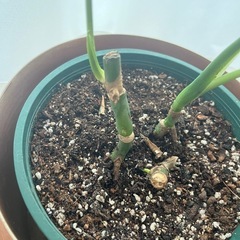 モンステラ　観葉植物　鉢カバー付きの画像