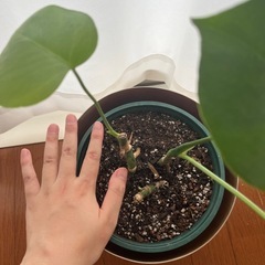 モンステラ　観葉植物　鉢カバー付きの画像